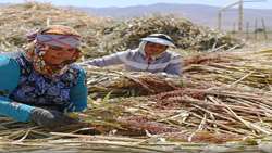 چتر حمایت بیمه‌ای بر سر ۵۶ درصد جمعیت روستایی خراسان شمالی